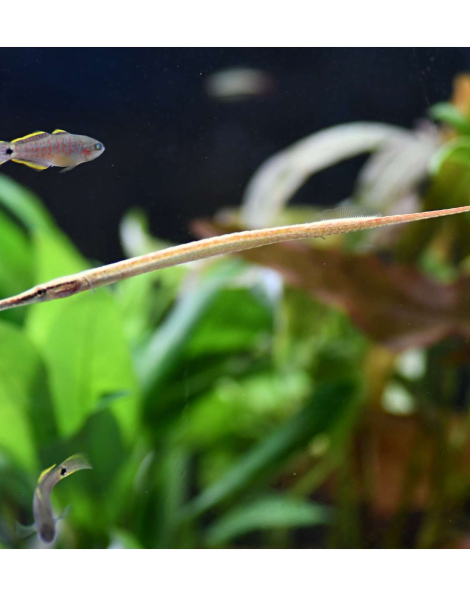 Short-tailed Pipefish (Microphis brachyurus)