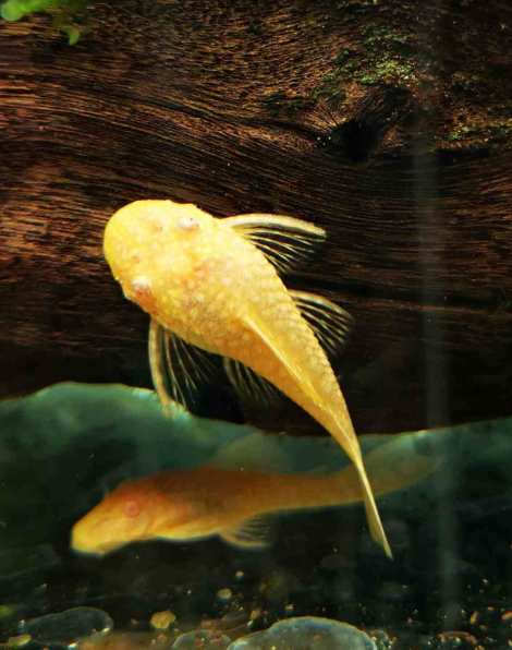 Shortfin Albino Bristlenose Pleco