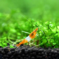 Orange Rili Shrimp