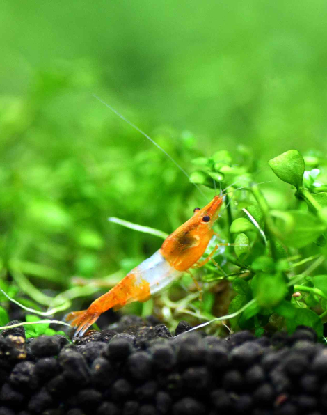Orange Rili Shrimp