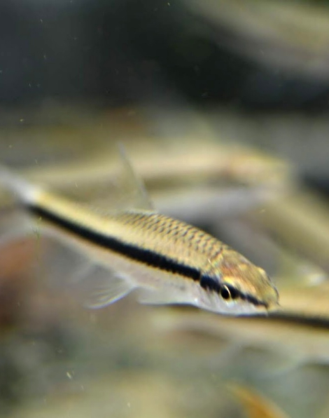 Siamese Algae Eater (Crossocheilus siamensis)