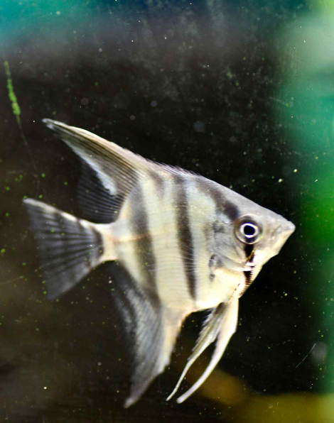 Silver  Angelfish - Small