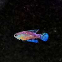 Hypsolebias fulminantis