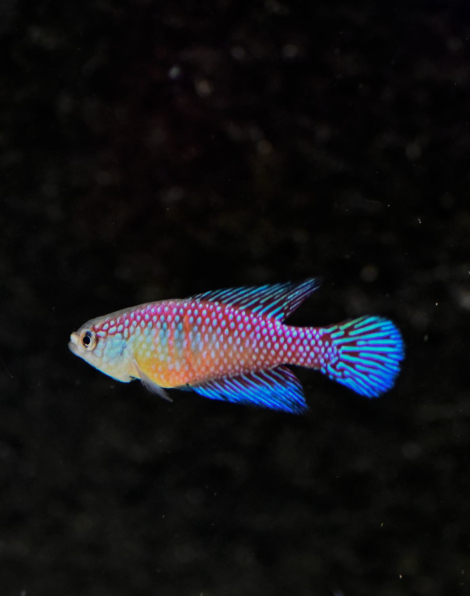 Hypsolebias fulminantis
