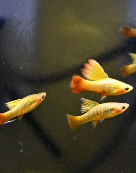 Sunset Simpson Platy (Xiphophorus variatus)