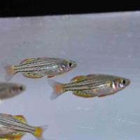 Skull Creek Rainbow (Melanotaenia maccullochi)