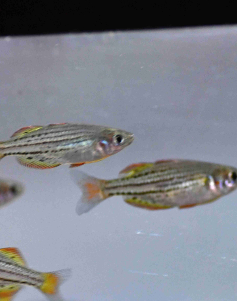 Skull Creek Rainbow (Melanotaenia maccullochi)