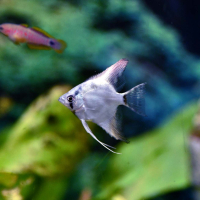 Belem Sky Blue Angelfish