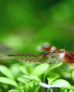 Amano Shrimp (Caridina multidentata)