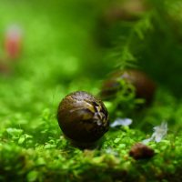 Assorted Small Nerite Snail