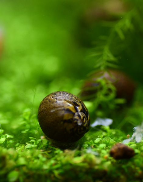 Assorted Small Nerite Snail