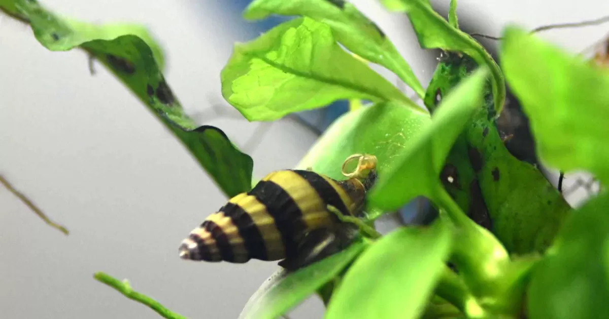 Snake Asshil Display Assassin snail | AngelFins