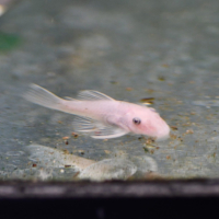 Snow White Bristlenose Pleco