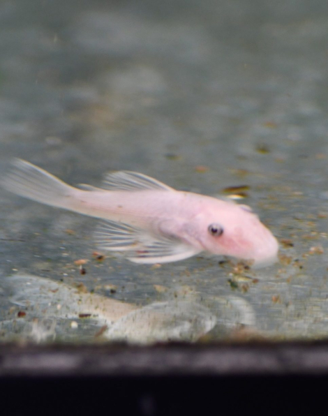 Snow White Bristlenose Pleco
