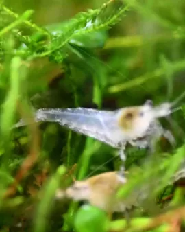 Snowball Shrimp
