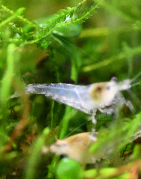 Snowball Shrimp