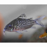 Corydoras sodalis