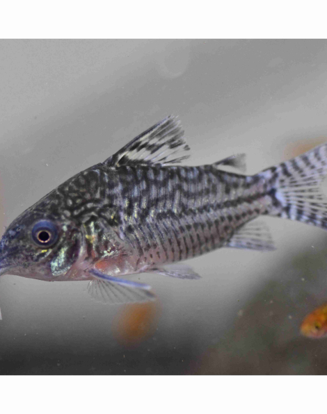 Corydoras sodalis
