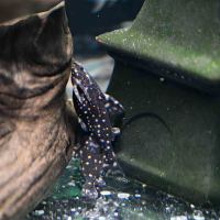 Spiny Catfish (Agamyxis albomaculatus)