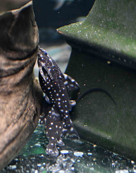 Spiny Catfish (Agamyxis albomaculatus)
