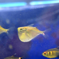 Spotfin Hatchetfish  (Thoracocharax stellatus)