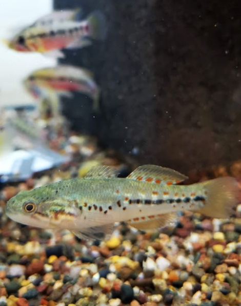 Southern Purple Spotted Gudgeon (Mogurnda adspersa)