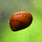 Snails and Crabs