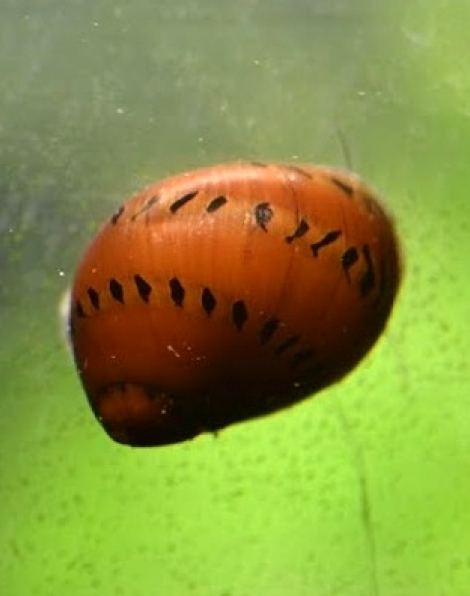 Spotted Nerite Snail
