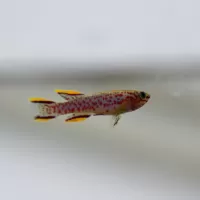 Steel Blue Killifish (Aphyosemion gardneri)