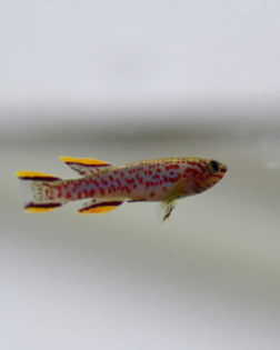Steel Blue Killifish (Aphyosemion gardneri)