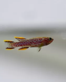 Steel Blue Killifish (Aphyosemion gardneri)