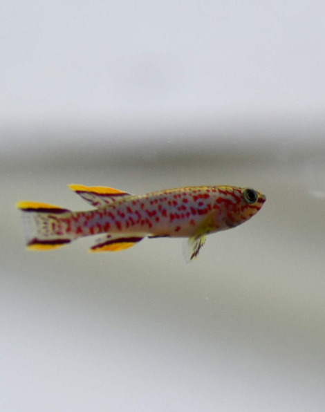 Steel Blue Killifish (Aphyosemion gardneri)
