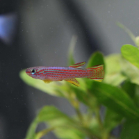 Red Striped Killifish (Aphyosemion striatum)