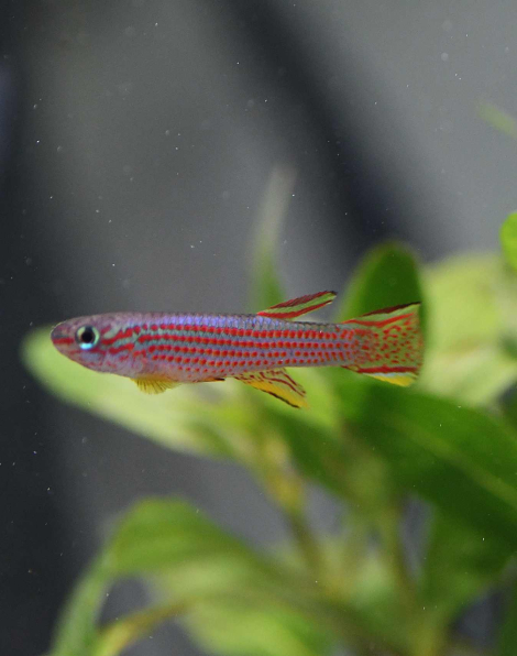 Red Striped Killifish (Aphyosemion striatum)