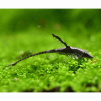 Sturisoma barbatum