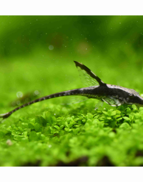 Sturisoma barbatum