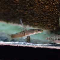 Sumo Loach (Schistura balteata)