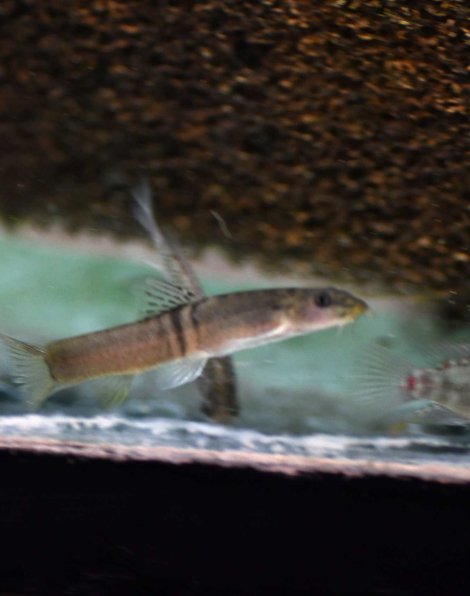 Sumo Loach (Schistura balteata)