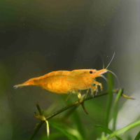 Orange Sunkist Shrimp