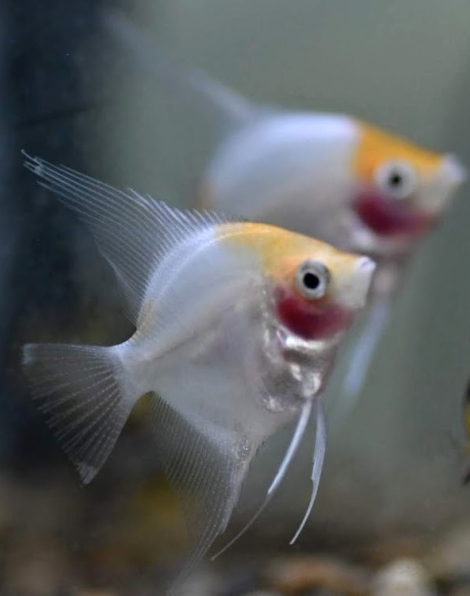Sunset Angelfish