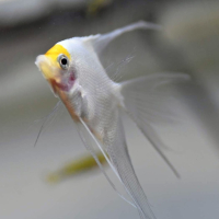 Sunset Angelfish Longfin