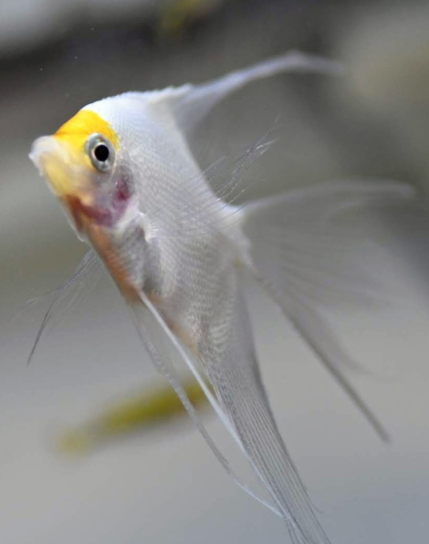 Sunset Angelfish Longfin