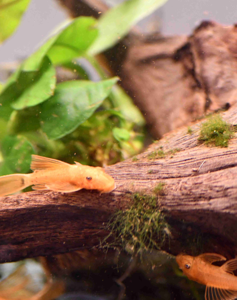 Super Red Bristlenose Pleco - Long Fin