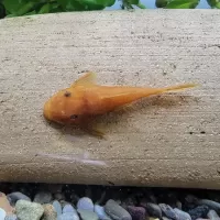 Super Red Bristlenose Pleco - Short Fin