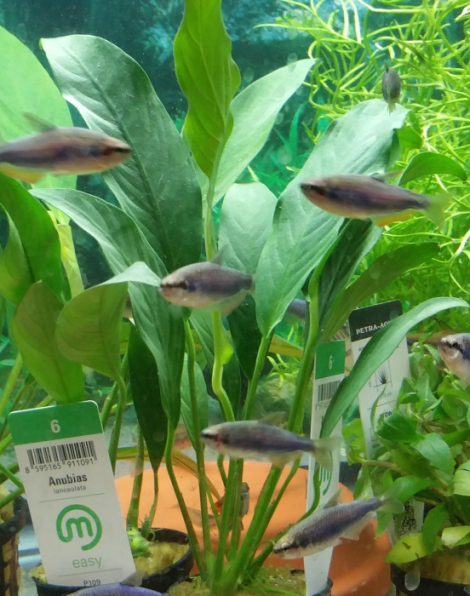 Super Blue Kerri Tetra (Inpaichthys kerri)