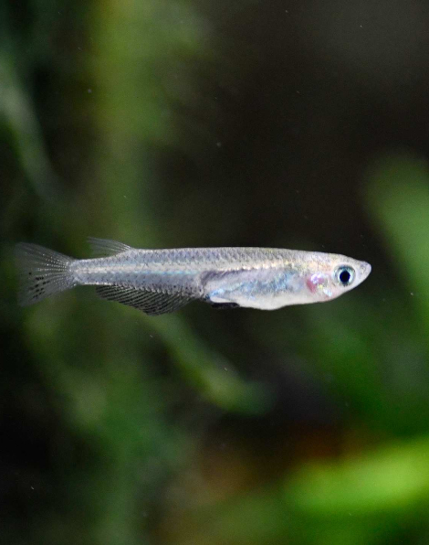 Taiwan Medaka (Oryzias sinensis)