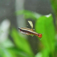 White Cloud Mountain Minnow (Tanichthys albonubes)