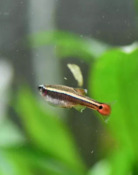 White Cloud Mountain Minnow (Tanichthys albonubes)