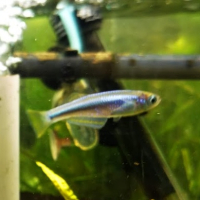 Lamprichthys tanganicanus