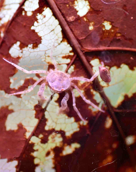 Thai Micro Crab (Limnopilos naiyanetri)